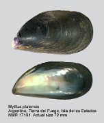Mytilus platensis (2)